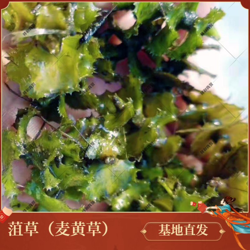 菹草石芽种籽虾草麦黄草种子小龙虾养殖耐低温水草沉水植物增