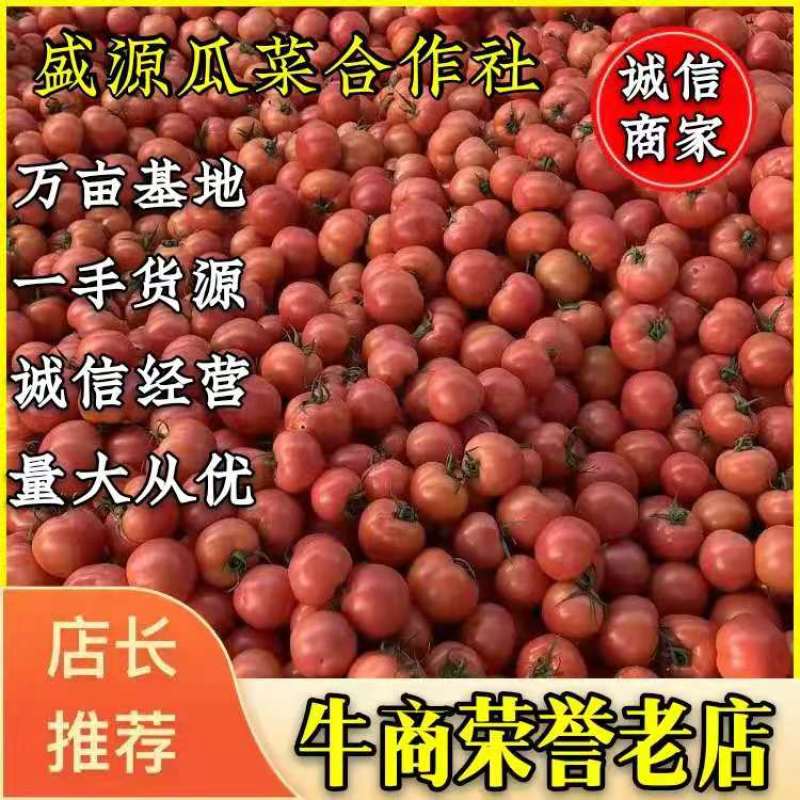 山东费县精品硬粉西红柿大量上市中全国代发，诚信经营！