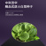 中科茂华蔬菜种子优速小白菜种子四季种植无绒毛小青菜种子