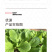中科茂华蔬菜种子优速小白菜种子四季种植无绒毛小青菜种子