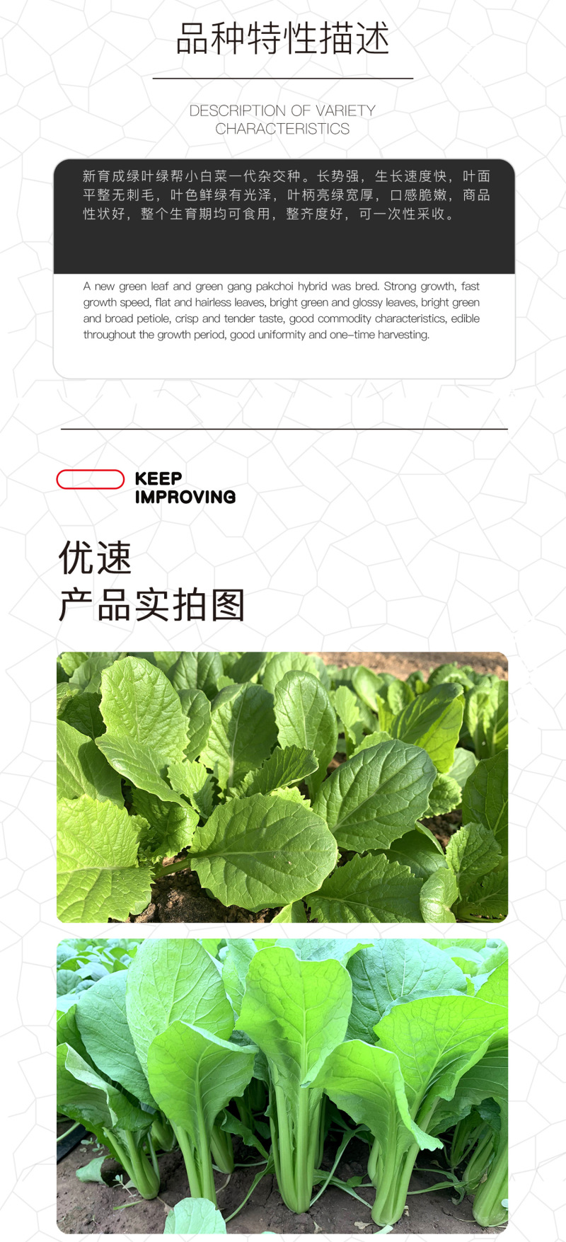 中科茂华蔬菜种子优速小白菜种子四季种植无绒毛小青菜种子