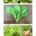 中科茂华蔬菜种子优速小白菜种子四季种植无绒毛小青菜种子