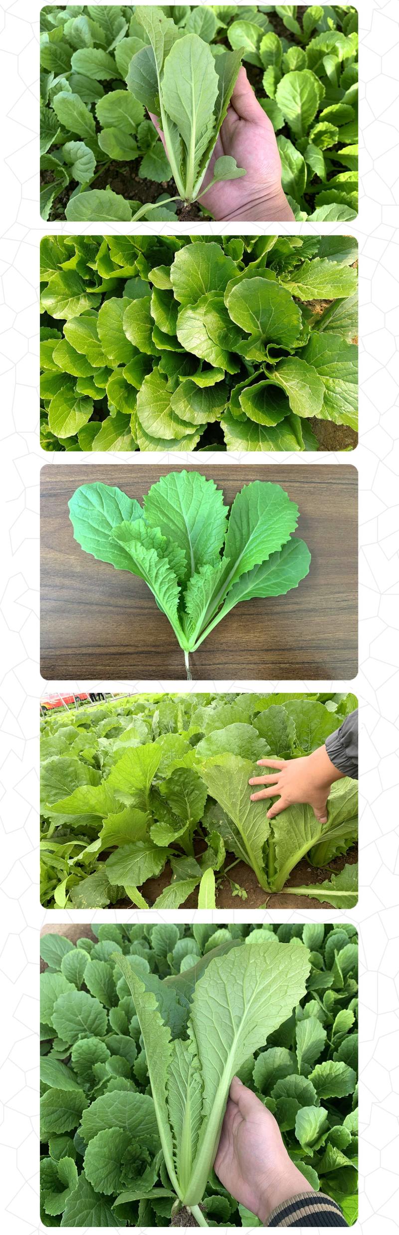 中科茂华蔬菜种子优速小白菜种子四季种植无绒毛小青菜种子