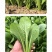 中科茂华蔬菜种子优速小白菜种子四季种植无绒毛小青菜种子