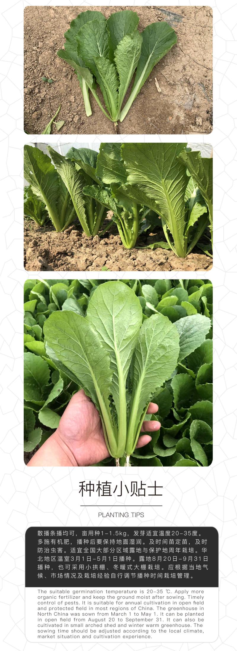 中科茂华蔬菜种子优速小白菜种子四季种植无绒毛小青菜种子