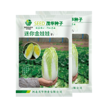 中科茂华蔬菜种子迷你金娃娃黄芯白菜无筋无纤维高品质生长快