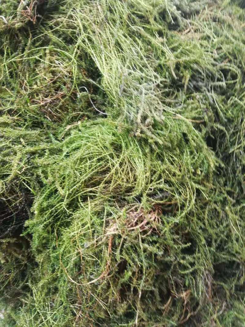 小龙虾水草活体伊乐藻养殖螃蟹龙虾塘吃不败净化水质