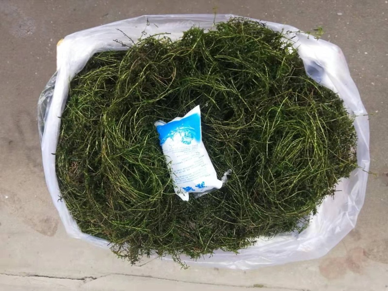 小龙虾水草活体伊乐藻养殖螃蟹龙虾塘吃不败净化水质