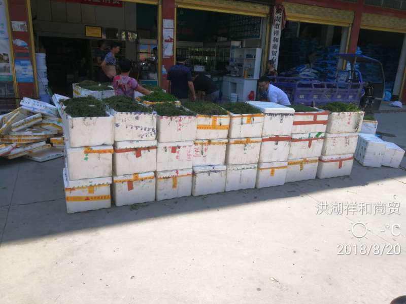 小龙虾水草活体伊乐藻养殖螃蟹龙虾塘吃不败净化水质