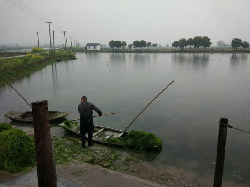 小龙虾水草活体伊乐藻养殖螃蟹龙虾塘吃不败净化水质