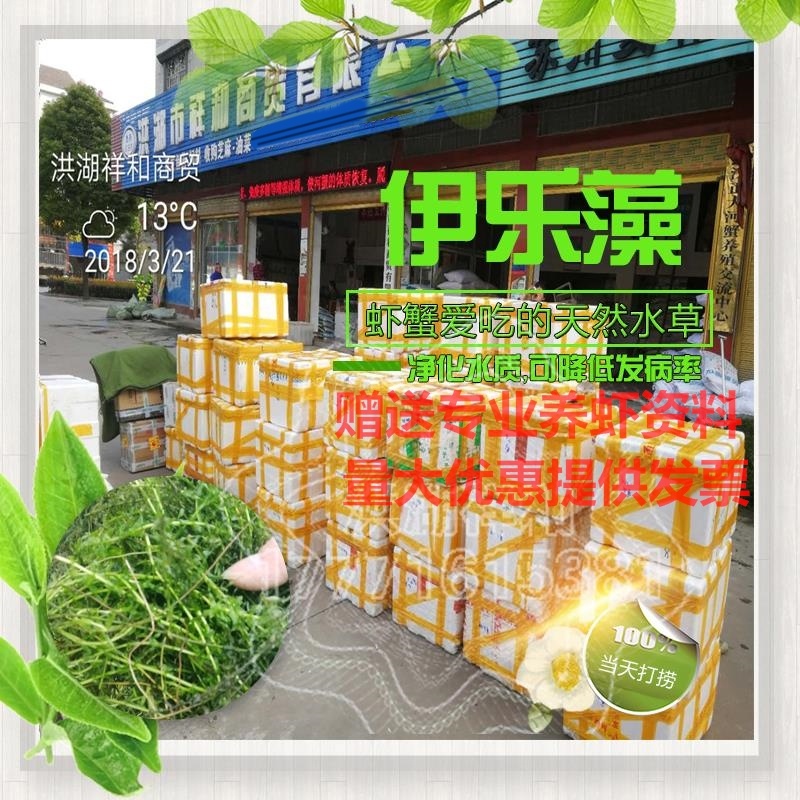 小龙虾水草活体伊乐藻养殖螃蟹龙虾塘吃不败净化水质