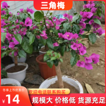 三角梅（红，粉）苗四季盆栽中国红基地直发品质保证