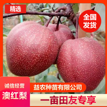 安徽山东河南红梨树苗澳红梨，君睐红梨，早酥红梨，玉露香，