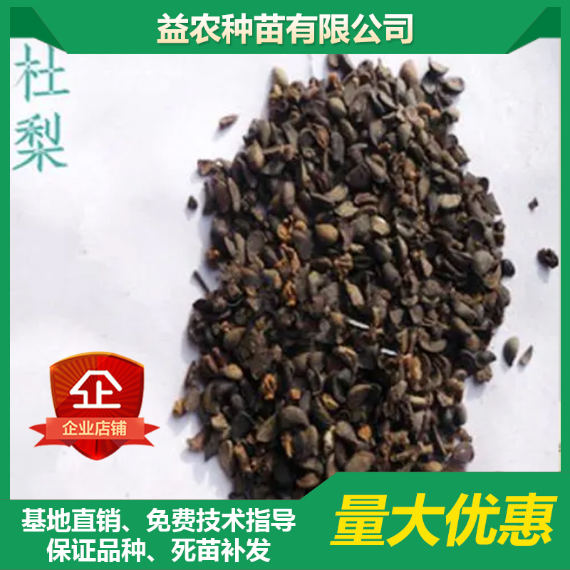 杜梨种子，梨种子，棠梨种子，种子，安徽山东河南酥梨树种子