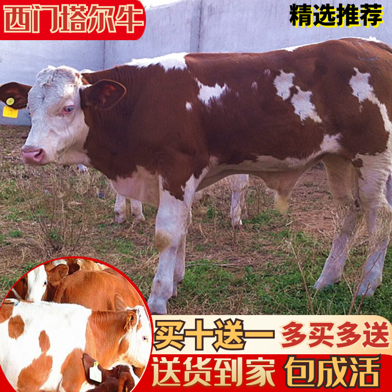 西门塔尔牛犊小公牛小母牛。400斤精品牛，自家养殖，报价真实