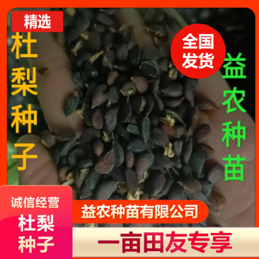 梨种子，杜梨种子山东河南新鲜梨种子，安徽梨种子
