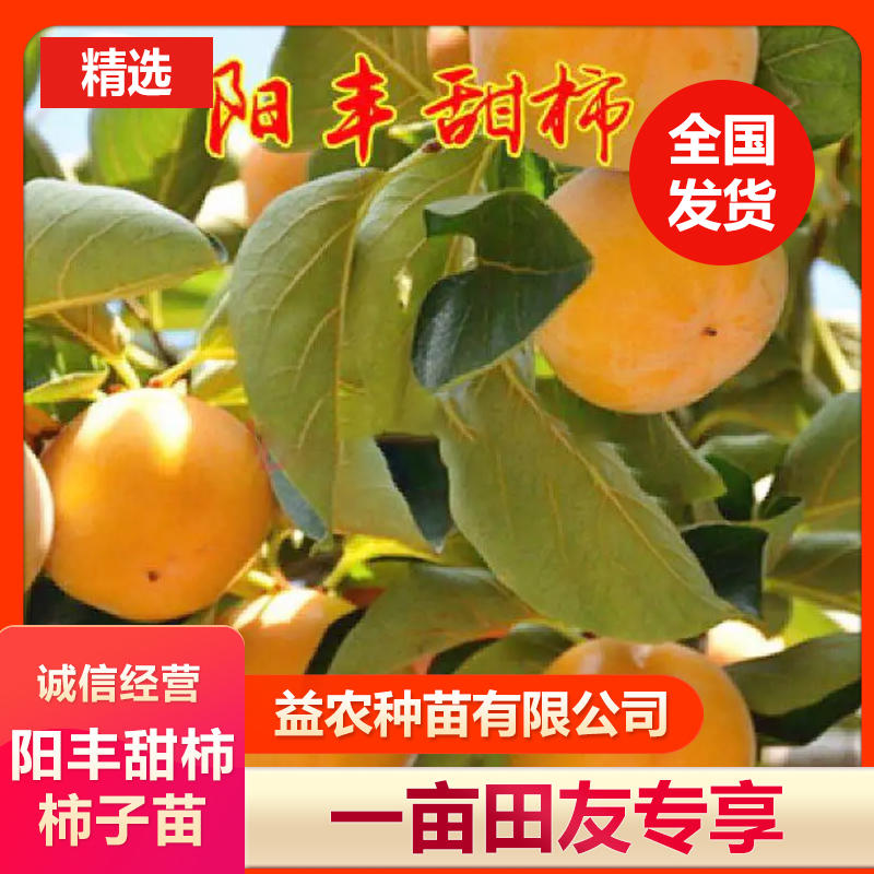安徽阳丰甜柿柿子苗，不用烘的柿全甜无酸9-11月成熟期长