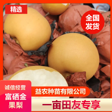 安徽山东河南秋月梨树苗，金果梨树苗，9月初成熟，