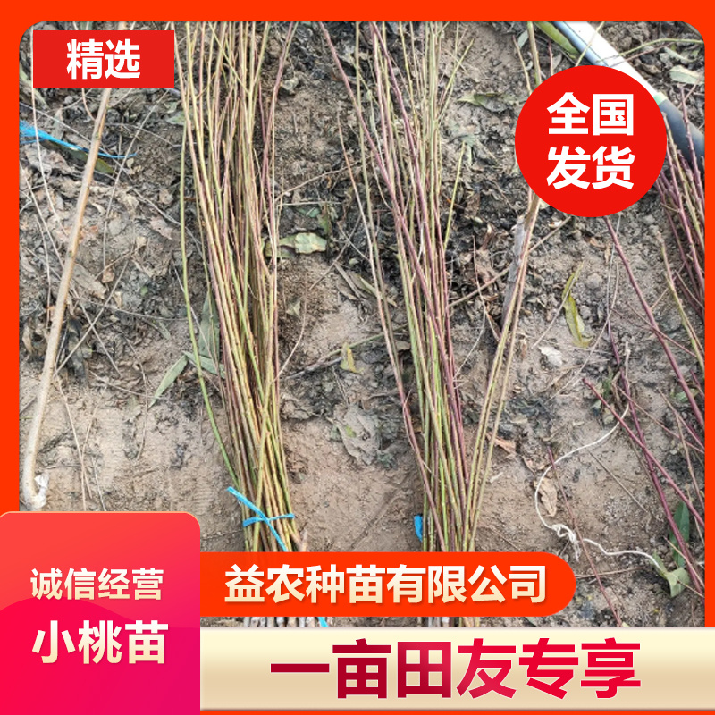 安徽山东河南嫁接桃树苗二级苗，30多个品种供您选择