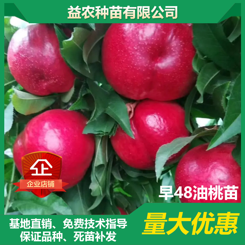 十年老店只卖真苗黑头158麻点油桃苗黄肉油桃苗