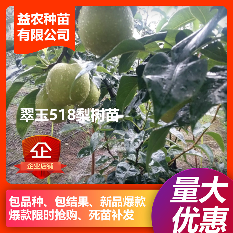安徽砀山翠玉518梨树苗，7月1号成熟，早熟518梨苗