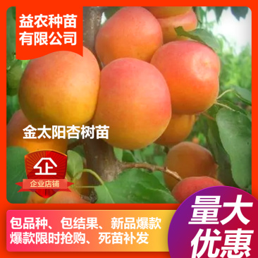 【正品】金太阳杏树苗，个大，果面鲜红，果肉金黄，口感蜜甜