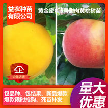【苗圃】安徽黄桃苗，黄金密0-5号甜肉黄桃系列