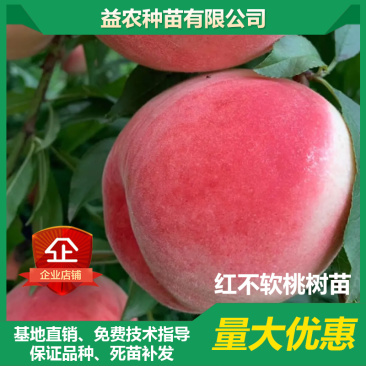 【聚便宜】红不软桃树苗，7月中旬成熟，硬质果肉，果面全红