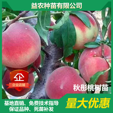 【聚便宜】秋彤桃树苗，8月中下旬成熟，个大，脆甜