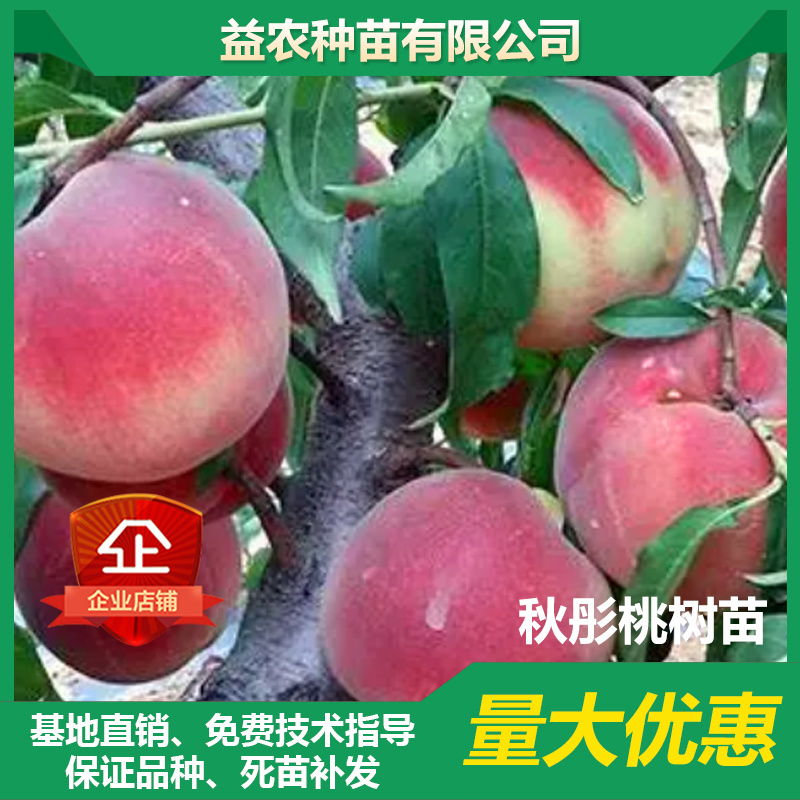 【聚便宜】秋彤桃树苗，8月中下旬成熟，个大，脆甜
