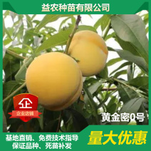 【有好货】黄金密0号桃树苗5月下旬成熟，硬质果肉，脆甜
