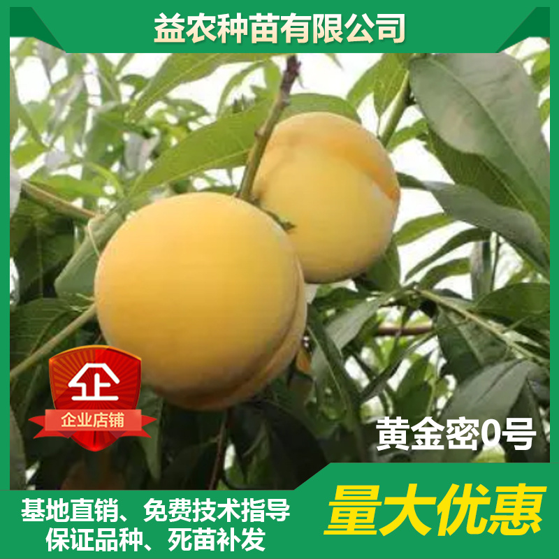 【有好货】黄金密0号桃树苗5月下旬成熟，硬质果肉，脆甜