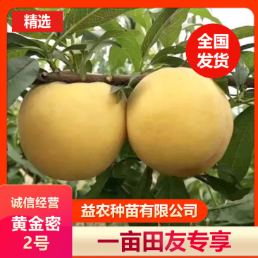 黄金密2号黄桃树苗，7月初成熟，桃子不变软，个大味甜