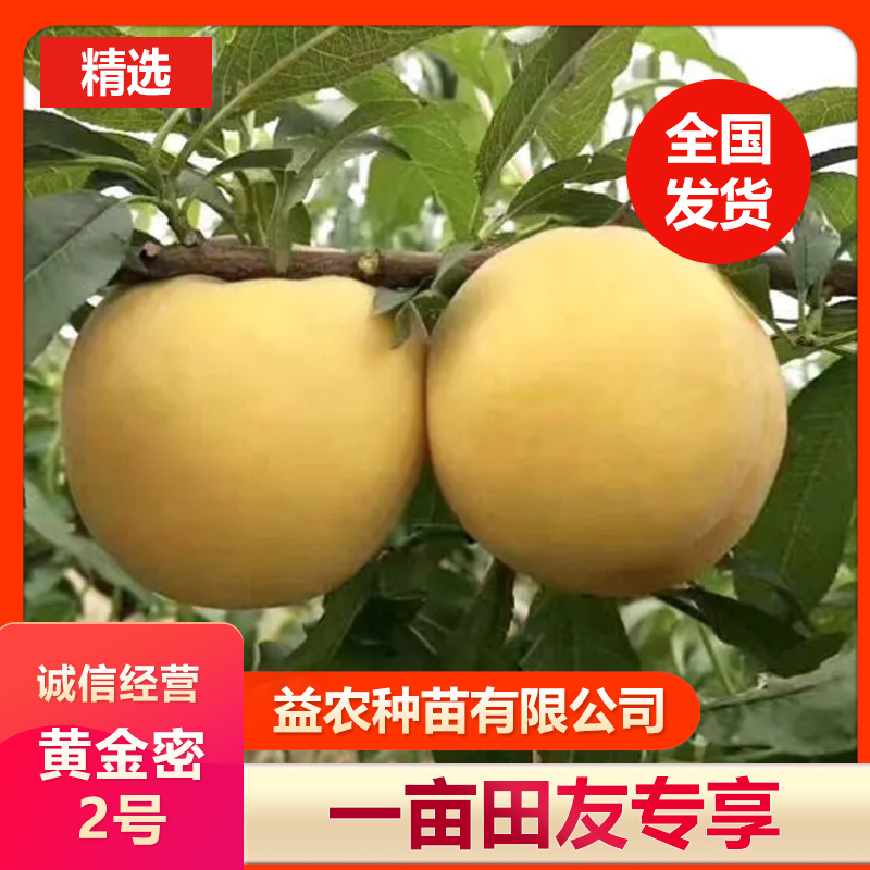 黄金密2号黄桃树苗，7月初成熟，桃子不变软，个大味甜