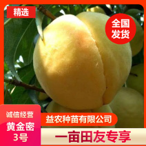 黄金密3号黄桃树苗，7月底成熟，果肉半溶质，永不变软。