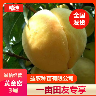 黄金密3号黄桃树苗，7月底成熟，果肉半溶质，永不变软。