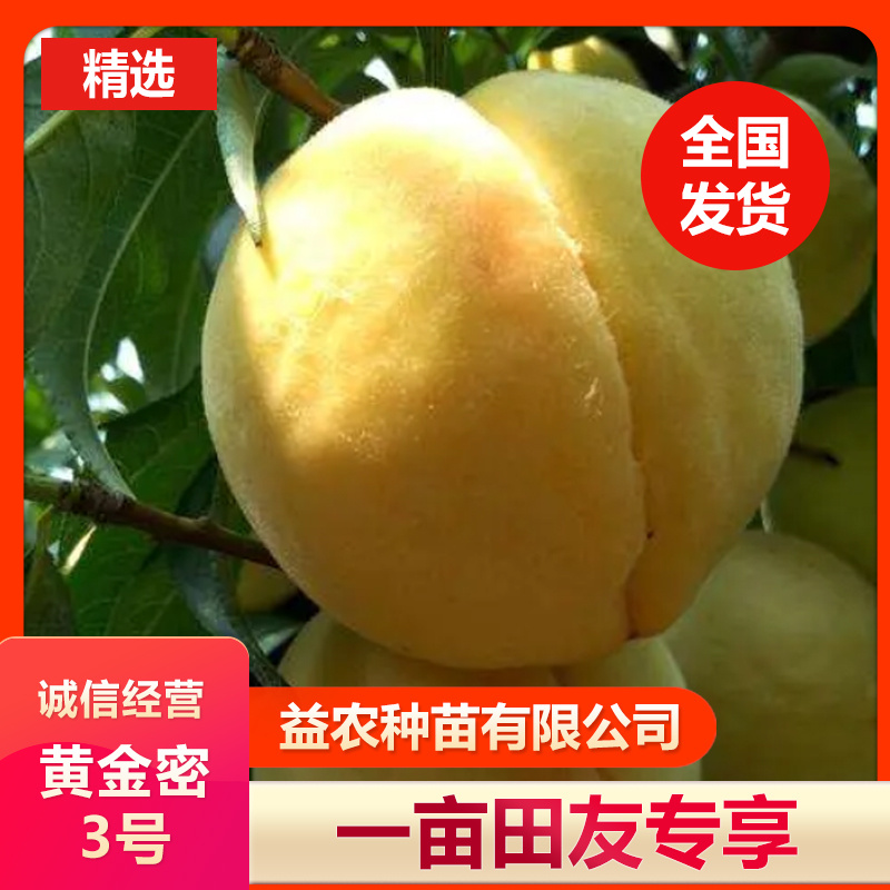 黄金密3号黄桃树苗，7月底成熟，果肉半溶质，永不变软。