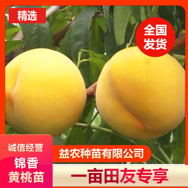 锦香黄桃苗6月20号成熟，果实圆形，果顶圆平，缝合线对称