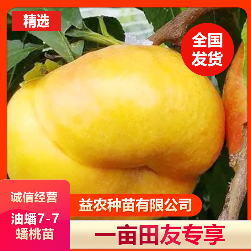【聚便宜】油蟠7-7蟠桃苗，7月中旬成熟个头大，不裂果