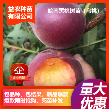 【热销商品】皖南黑桃树苗（乌桃），山区野生品种
