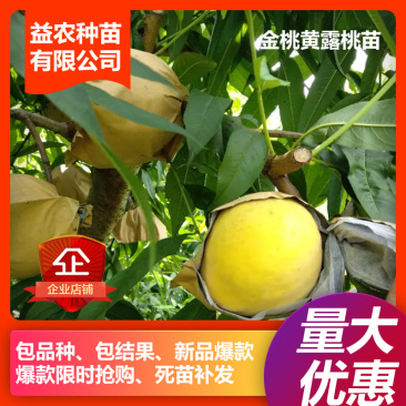 金桃黄露桃苗，本人承诺:包品种，包结果，技术服务，死苗补