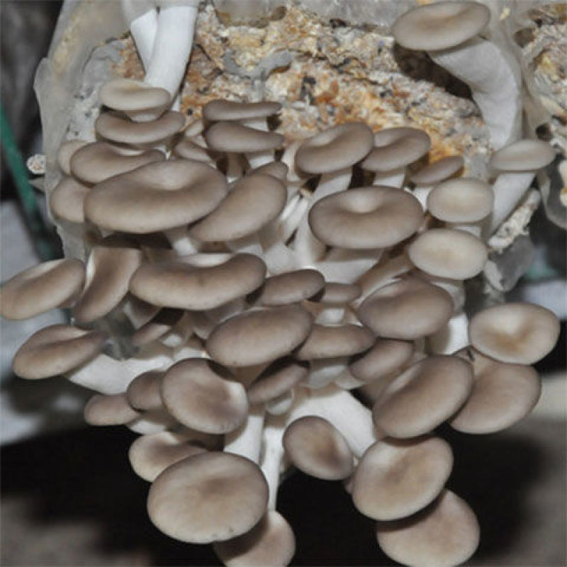 【包出菇】蘑菇菌包蘑菇种植包平菇菌棒香菇菌种菇种