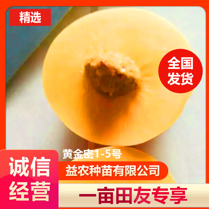 黄金密1-5号，黄桃苗本人承诺:包品种，包结果，技术服务，