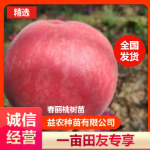 春丽桃树苗，本人承诺:包品种，包结果，技术服务，死苗补发