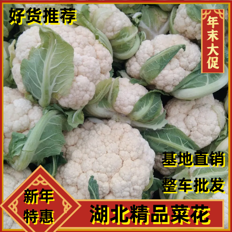 【年末大促】湖北菜花，质优价廉，货源充足，按需发货全国