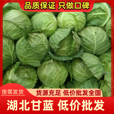 湖北甘蓝，平包，旺旺系列，大量货源，低价走货中