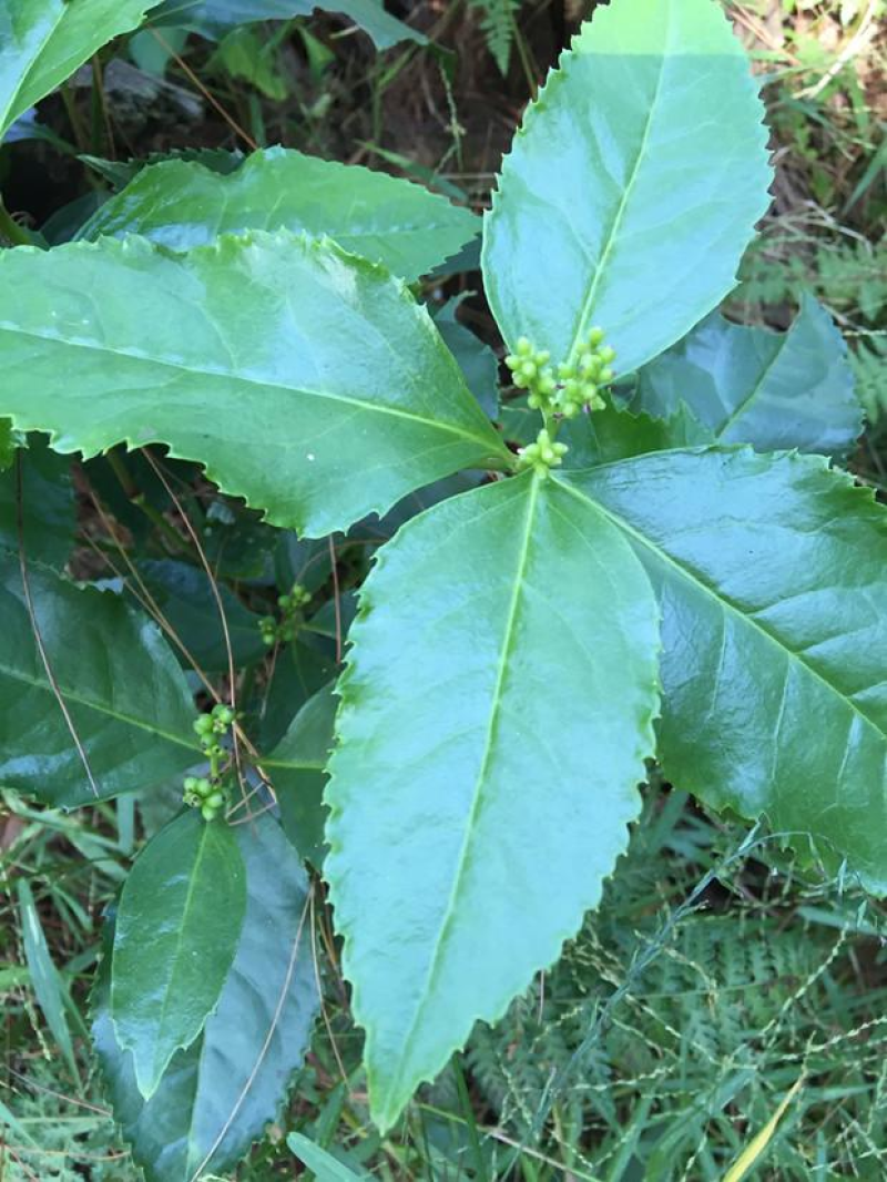 【年终特惠】林下种植品种草珊瑚苗肿节风野生苗适合套种