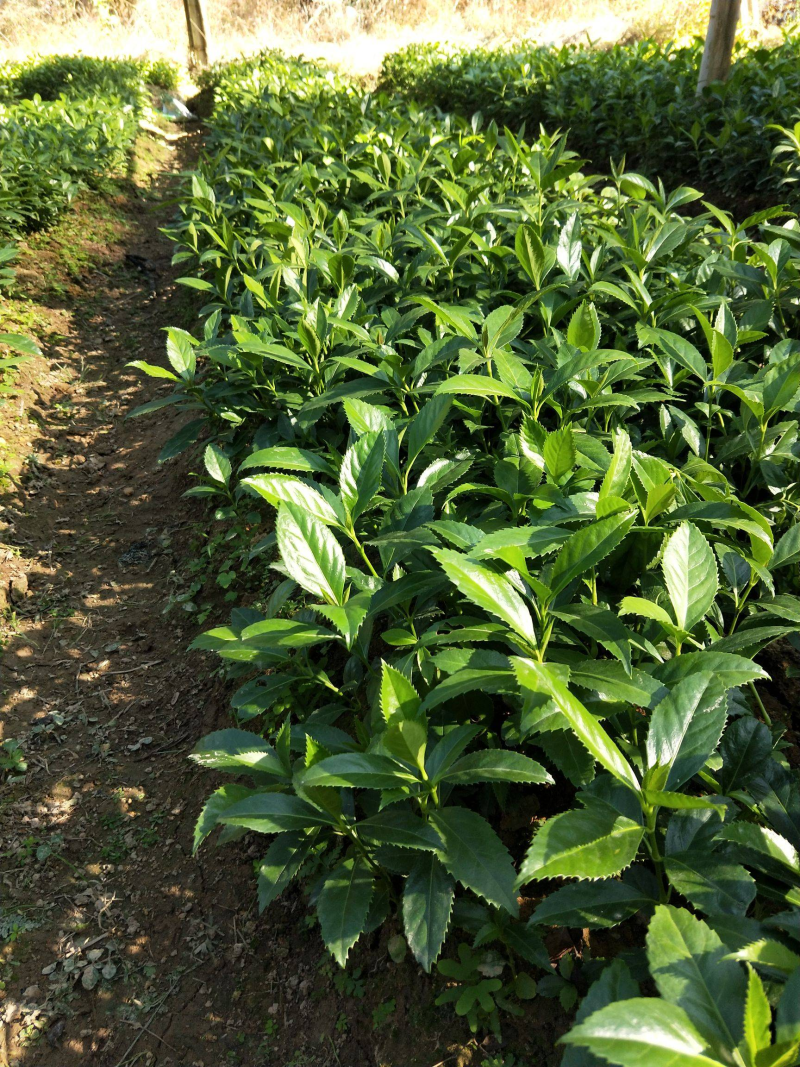 【年终特惠】林下种植品种草珊瑚苗肿节风野生苗适合套种