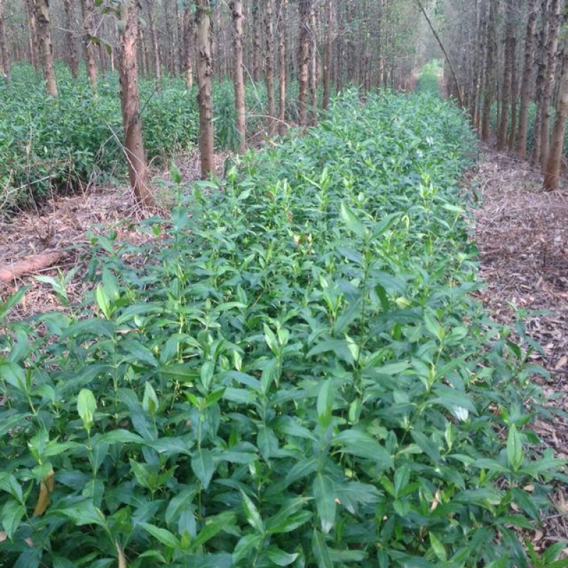 【年终特惠】林下种植品种草珊瑚苗肿节风野生苗适合套种