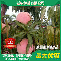 映霜红桃树苗，10月中下旬成熟，市场稀缺，果个特大脆甜